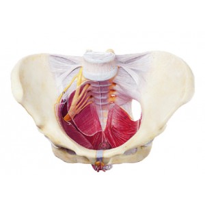 http://www.yuantech.de/379-676-thickbox/ya-u051b-female-pelvis-with-muscles-and-nerves.jpg