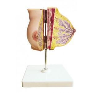 http://www.yuantech.de/399-692-thickbox/ya-u076a-mammary-gland-in-resting-period.jpg