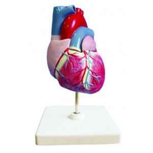 http://www.yuantech.de/414-702-thickbox/ya-c022-life-size-heart-model-2-parts-style-a.jpg