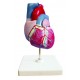 YA/C022 Life Size Heart Model 2 Parts 