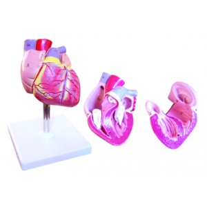 http://www.yuantech.de/415-703-thickbox/ya-c022a-life-size-heart-model-2-parts-style-b.jpg