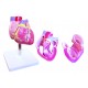 YA/C022A Life Size Heart Model 2 Parts Style B