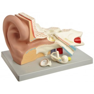 http://www.yuantech.de/426-483-thickbox/ya-s011c-enlarged-ear-model-3-parts.jpg