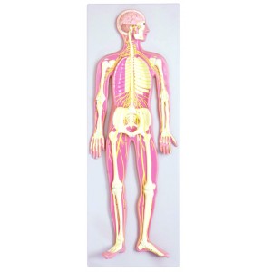 http://www.yuantech.de/444-726-thickbox/ya-n011-nervous-system-model.jpg