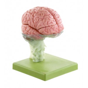 http://www.yuantech.de/456-734-thickbox/ya-n025-functional-brain-15-parts.jpg