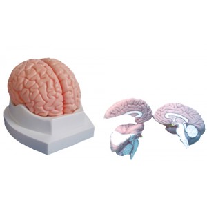 http://www.yuantech.de/458-736-thickbox/ya-n027-brain-model.jpg
