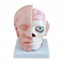 YA/N028 Head with Brain 9 Parts