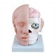 YA/N028 Head with Brain 9 Parts
