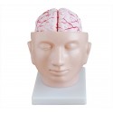 YA/N028A Head with Brain 8 Parts