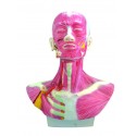 YA/H012 Head and Neck Musculature