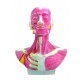 YA/H012 Head and Neck Musculature