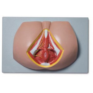 http://www.yuantech.de/468-743-thickbox/ya-h016a-female-perineum.jpg