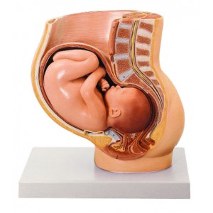 http://www.yuantech.de/486-758-thickbox/ya-hb051-pregnancy-pelvis-with-mature-fetus.jpg