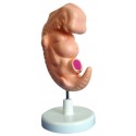 YA/HB053 Embryo