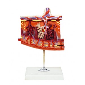 http://www.yuantech.de/491-761-thickbox/ya-hb055-enlarged-model-of-placenta.jpg