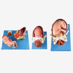 http://www.yuantech.de/492-573-thickbox/ya-hb056-demonstration-model-of-childbirth.jpg