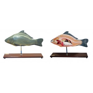 http://www.yuantech.de/501-771-thickbox/ya-b023-fish-anatomy-model.jpg