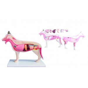 http://www.yuantech.de/503-773-thickbox/ya-b026-dog-anatomy-model.jpg