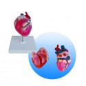 YA/B026C Dog Heart Model