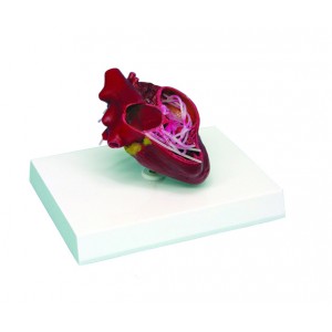 http://www.yuantech.de/510-780-thickbox/ya-b026g-dog-heart-model.jpg