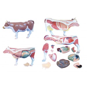 http://www.yuantech.de/511-781-thickbox/ya-b028-cow-anatomy-model.jpg