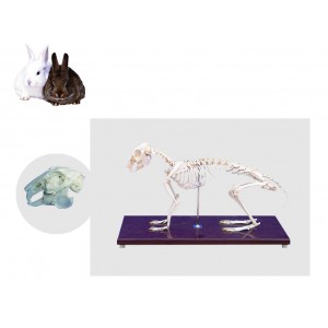 http://www.yuantech.de/514-784-thickbox/ya-b102-rabbit-skeleton-model.jpg