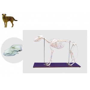 http://www.yuantech.de/515-785-thickbox/ya-b103-dog-skeleton-model.jpg
