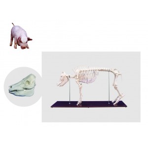 http://www.yuantech.de/521-791-thickbox/ya-b104-pig-skeleton-model.jpg