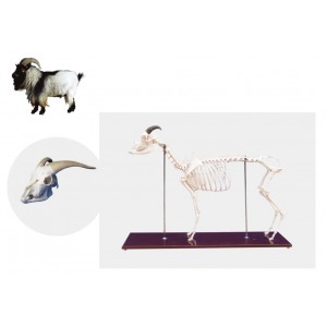 http://www.yuantech.de/522-792-thickbox/ya-b105-lamb-skeleton-model.jpg
