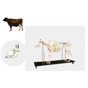 http://www.yuantech.de/523-793-thickbox/ya-b106-cow-skeleton-model.jpg