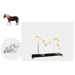 http://www.yuantech.de/524-794-thickbox/ya-b107-horse-skeleton-model.jpg