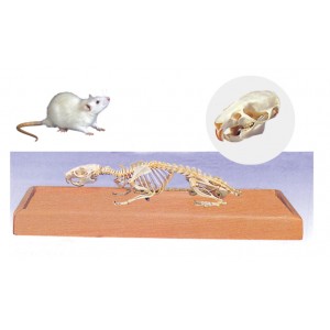 http://www.yuantech.de/525-795-thickbox/ya-b108-mouse-skeleton-model.jpg
