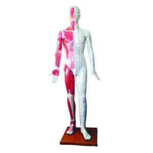 http://www.yuantech.de/526-796-thickbox/ya-a011-deluxe-acupuncture-model-178cm.jpg