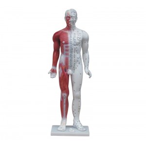 http://www.yuantech.de/527-797-thickbox/ya-a012-deluxe-acupuncture-model-84cm.jpg
