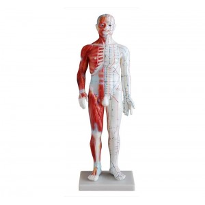 http://www.yuantech.de/530-801-thickbox/ya-a015-acupuncture-muscle-model-60cm-male.jpg