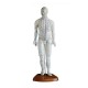 YA/A019 Acupuncture Model 46CM Male