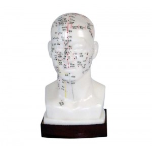 http://www.yuantech.de/536-807-thickbox/ya-a021-head-acupuncture-model.jpg