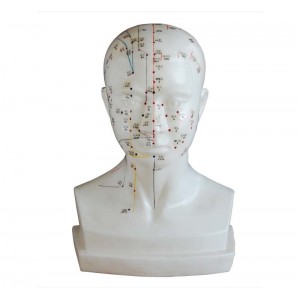 http://www.yuantech.de/537-808-thickbox/ya-a021a-life-size-head-acupuncture-model.jpg