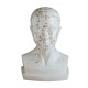 YA/A021A Life-Size Head Acupuncture Model
