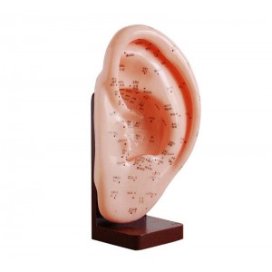 http://www.yuantech.de/538-809-thickbox/ya-a022-ear-acupuncture-model-22cm.jpg