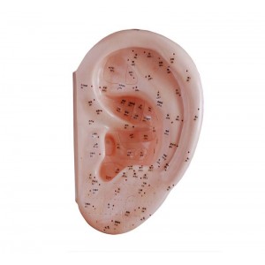 http://www.yuantech.de/541-812-thickbox/ya-a022c-ear-acupuncture-model-40cm.jpg