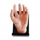 YA/A025  Hand Model Illustrating Organs on the Points