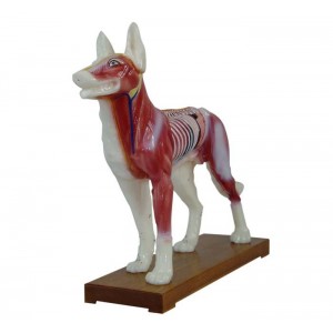 http://www.yuantech.de/549-820-thickbox/ya-a031-dog-acupuncture-model.jpg
