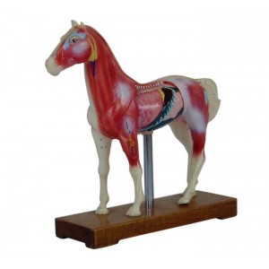 http://www.yuantech.de/550-821-thickbox/ya-a032-horse-acupuncture-model.jpg