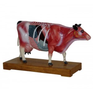 http://www.yuantech.de/551-822-thickbox/ya-a033-cattle-acupuncture-model.jpg