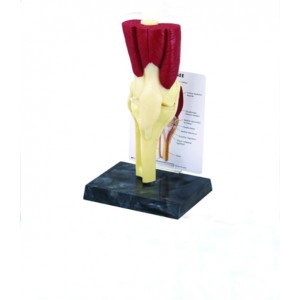 http://www.yuantech.de/564-835-thickbox/ya-p015f-knee-joint-with-muscles-and-ligaments.jpg