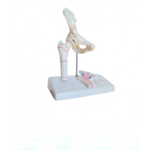 http://www.yuantech.de/579-850-thickbox/ya-p022b-thigh-bone-model.jpg