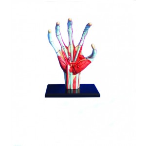 http://www.yuantech.de/584-855-thickbox/ya-p024b-dissected-mini-hand-model.jpg