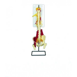 http://www.yuantech.de/585-856-thickbox/ya-p025-multi-functional-vertebrae-model.jpg