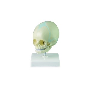 http://www.yuantech.de/630-903-thickbox/fetus-skull-model-with-stand.jpg